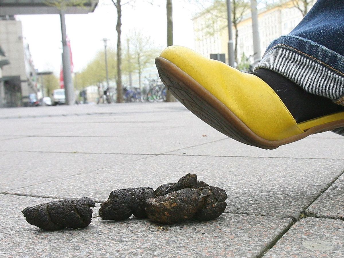 Berlin'deki Köpek Dışkısı Sorunu