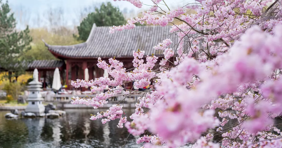 Cherry Blossom Festival